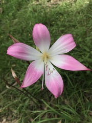 Amaryllis belladonna