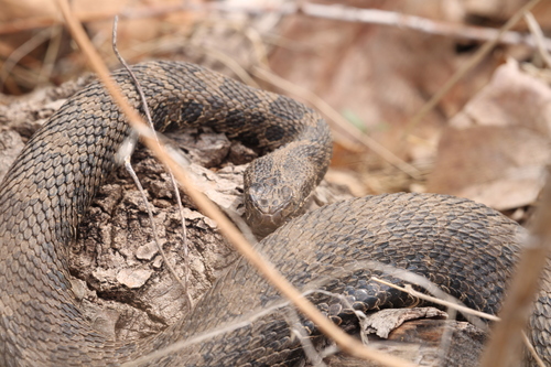 Eastern Massasauga