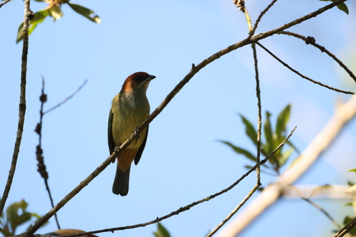 Black-backed Tanager (Stilpnia peruviana), photo 9