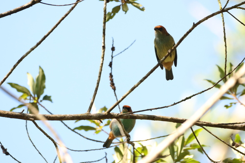 Black-backed Tanager (Stilpnia peruviana), photo 8