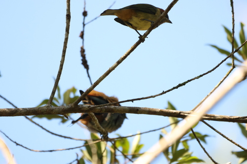 Black-backed Tanager (Stilpnia peruviana), photo 7