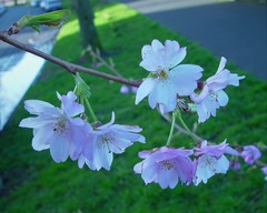 Prunus