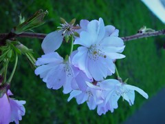 Prunus