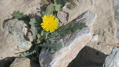Launaea capitata