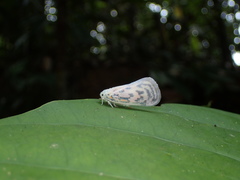 Copsyrna maculata