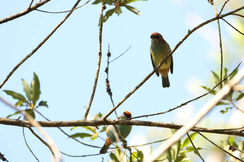 Black-backed Tanager (Stilpnia peruviana), photo 8