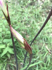 Amaryllis belladonna