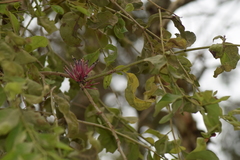 Tapinanthus
