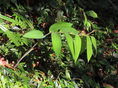 Polygonatum arisanense