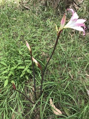 Amaryllis belladonna