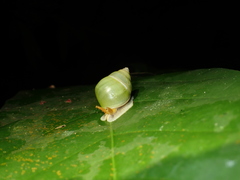 Amphidromus martensi