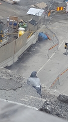 Columba livia domestica