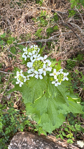 garlic mustard