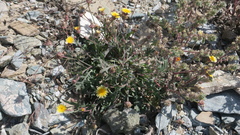 Launaea capitata