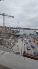 Columba livia domestica