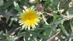 Launaea capitata
