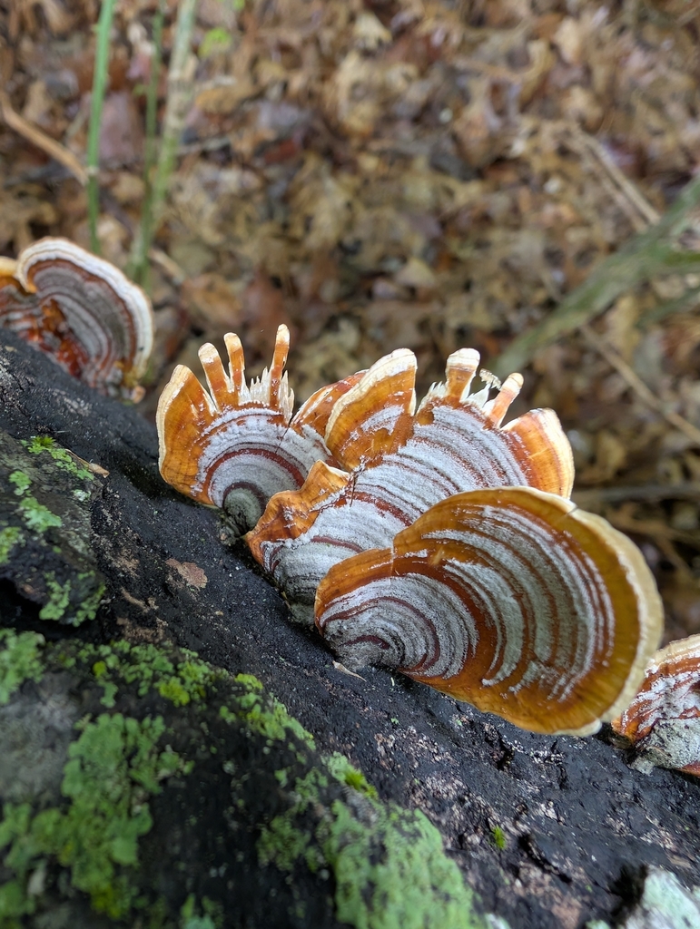 Stereum lobatum · April 2026 · photo: © piotr6174 (iNaturalist, cc0)