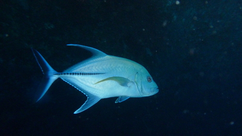 Black Trevally — seen at this dive site