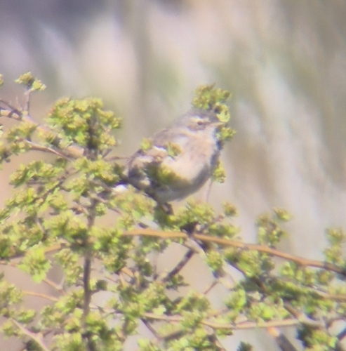 Water Pipit, 5439 NH Linden, Niederlande, photo 7 of 10