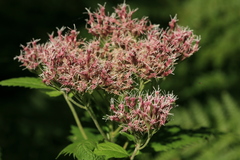 Eupatorium glehnii