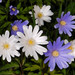Blue Anemone - Photo (c) Paolo Mazzei, some rights reserved (CC BY-NC), uploaded by Paolo Mazzei