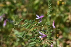 Elegant Vetch (Vicia elegantissima)