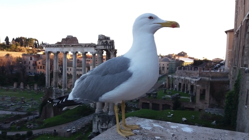 Gaviota patiamarilla (Larus michahellis)
