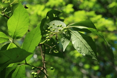 Eleutherococcus senticosus