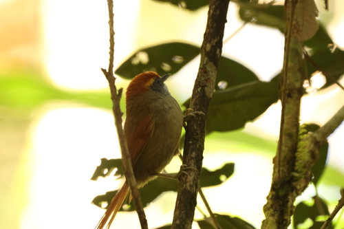 Rufous-capped Spinetail (Synallaxis ruficapilla), photo 9