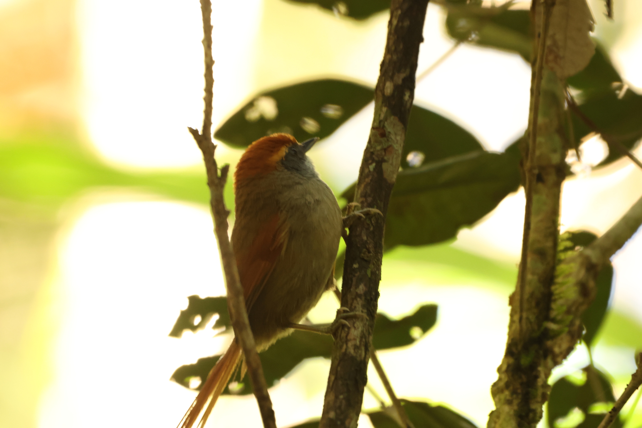 Rufous-capped Spinetail (Synallaxis ruficapilla), photo 7