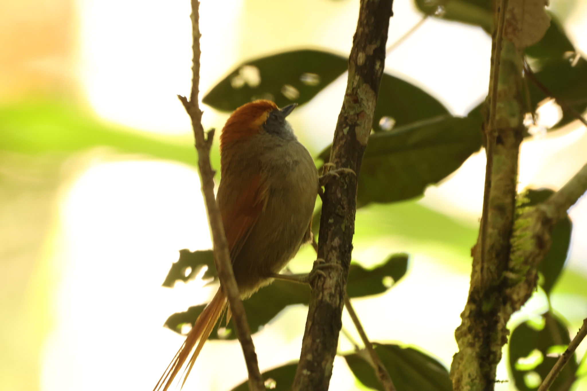 Rufous-capped Spinetail (Synallaxis ruficapilla), photo 8