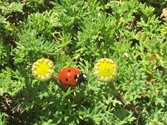 Coccinella septempunctata