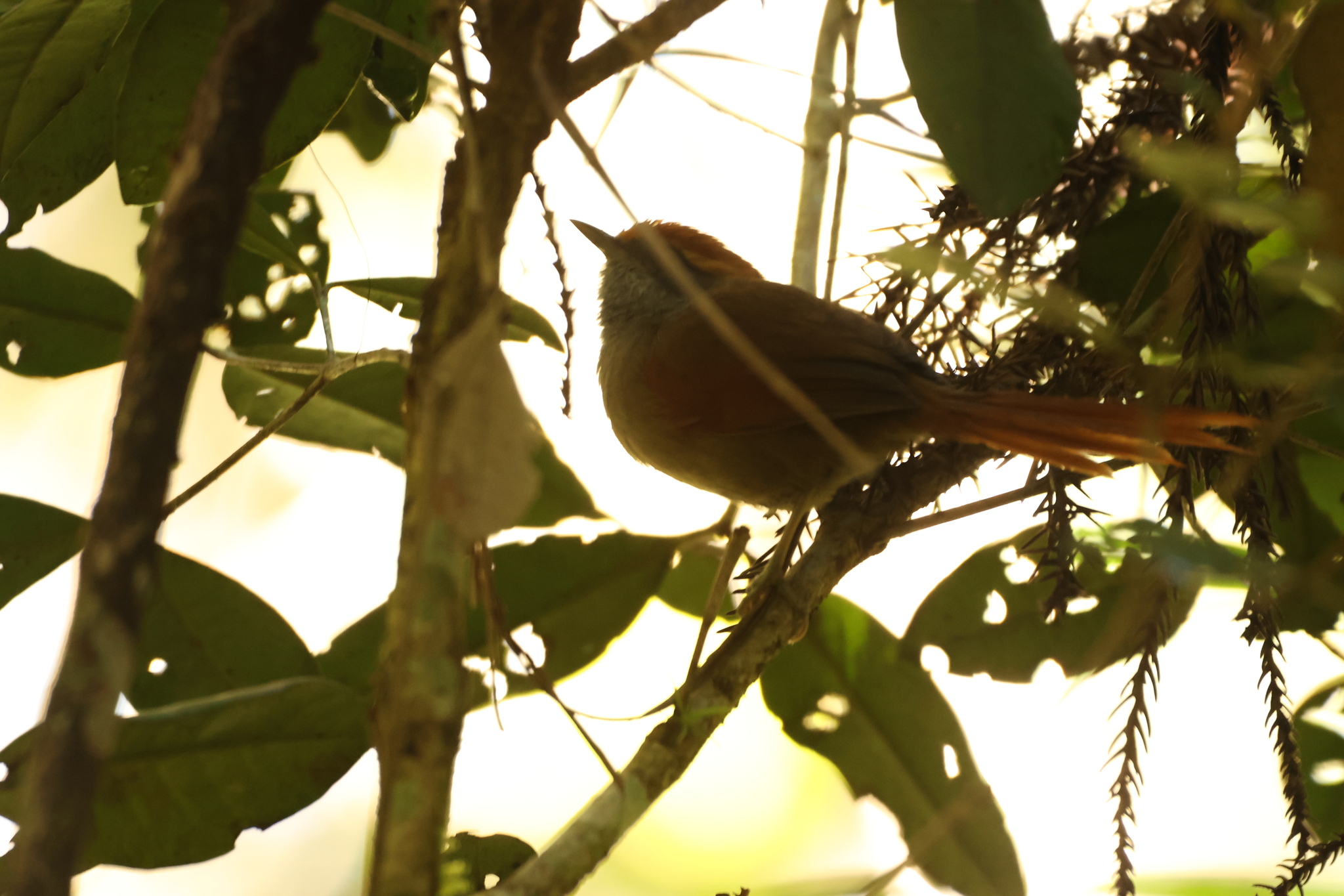 Rufous-capped Spinetail (Synallaxis ruficapilla), photo 9