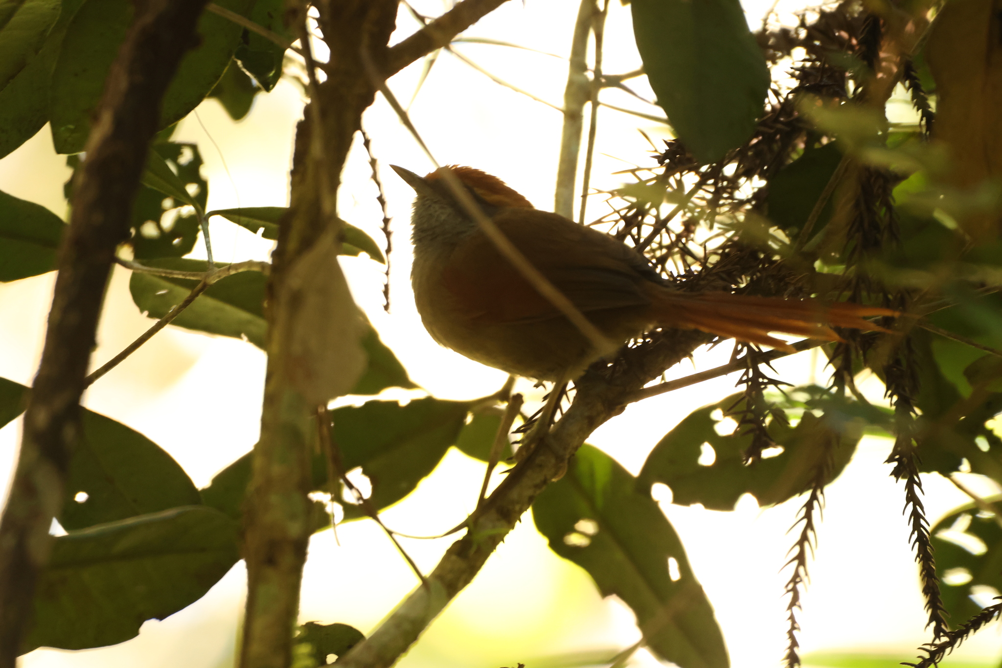 Rufous-capped Spinetail (Synallaxis ruficapilla), photo 10
