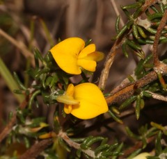 Aspalathus hypnoides