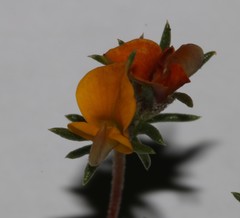 Aspalathus hypnoides