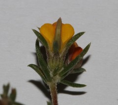 Aspalathus hypnoides