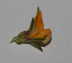 Aspalathus hypnoides