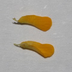 Aspalathus hypnoides