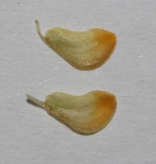 Aspalathus hypnoides