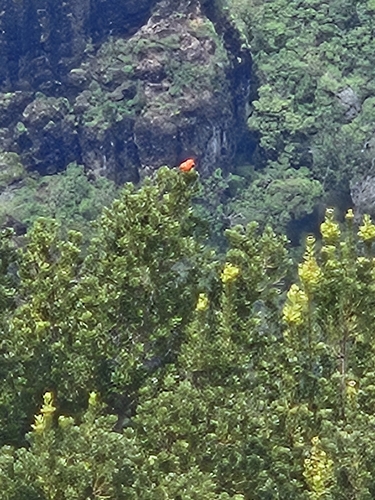 Vestiaria coccinea observed 2026-04-11