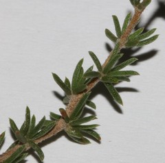 Aspalathus hypnoides