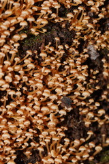 Xeromphalina leonina