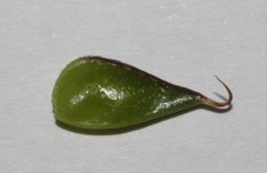 Aspalathus hypnoides