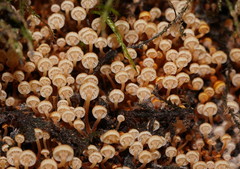 Xeromphalina leonina