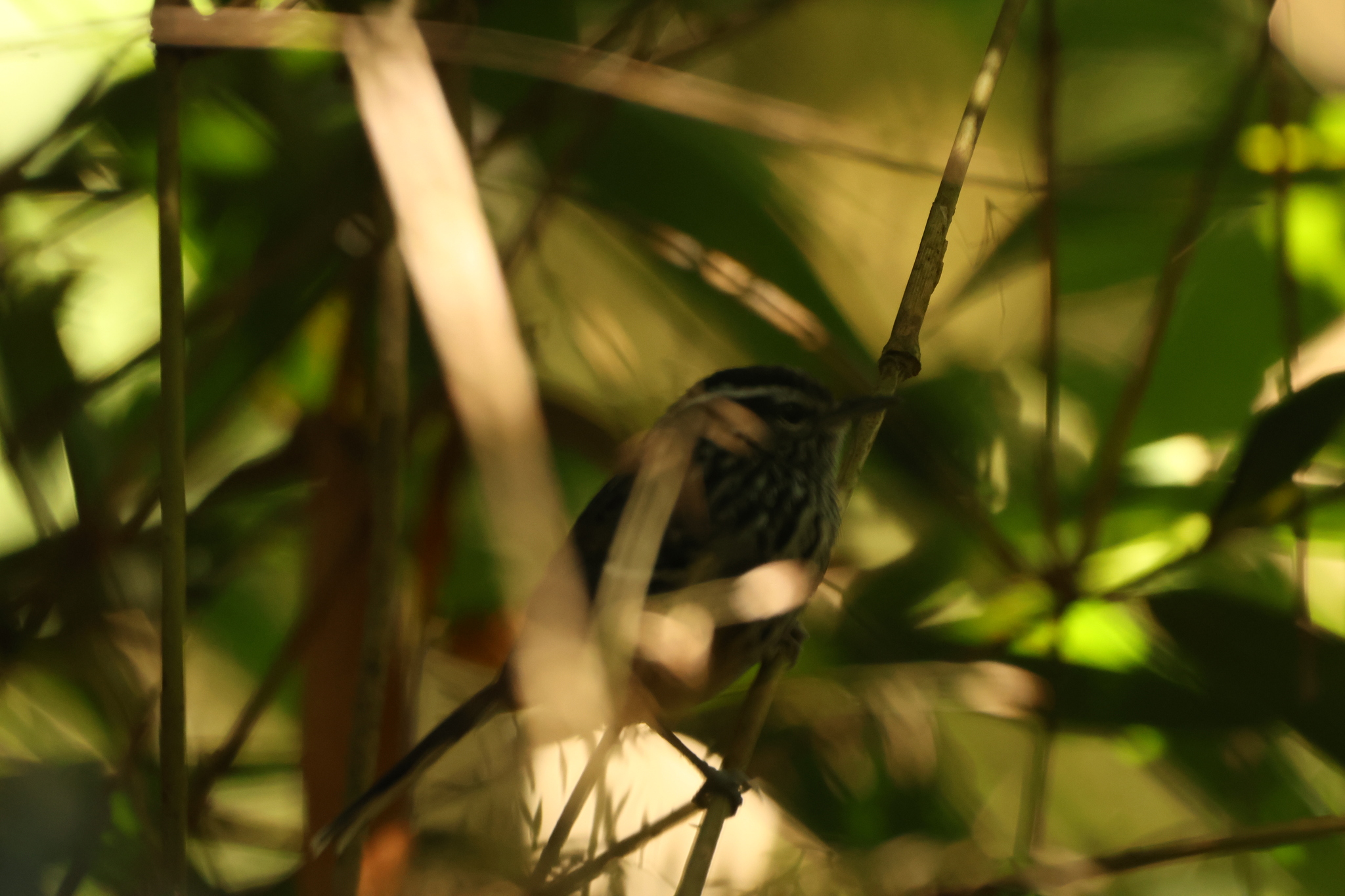Ochre-rumped Antbird (Drymophila ochropyga), photo 10