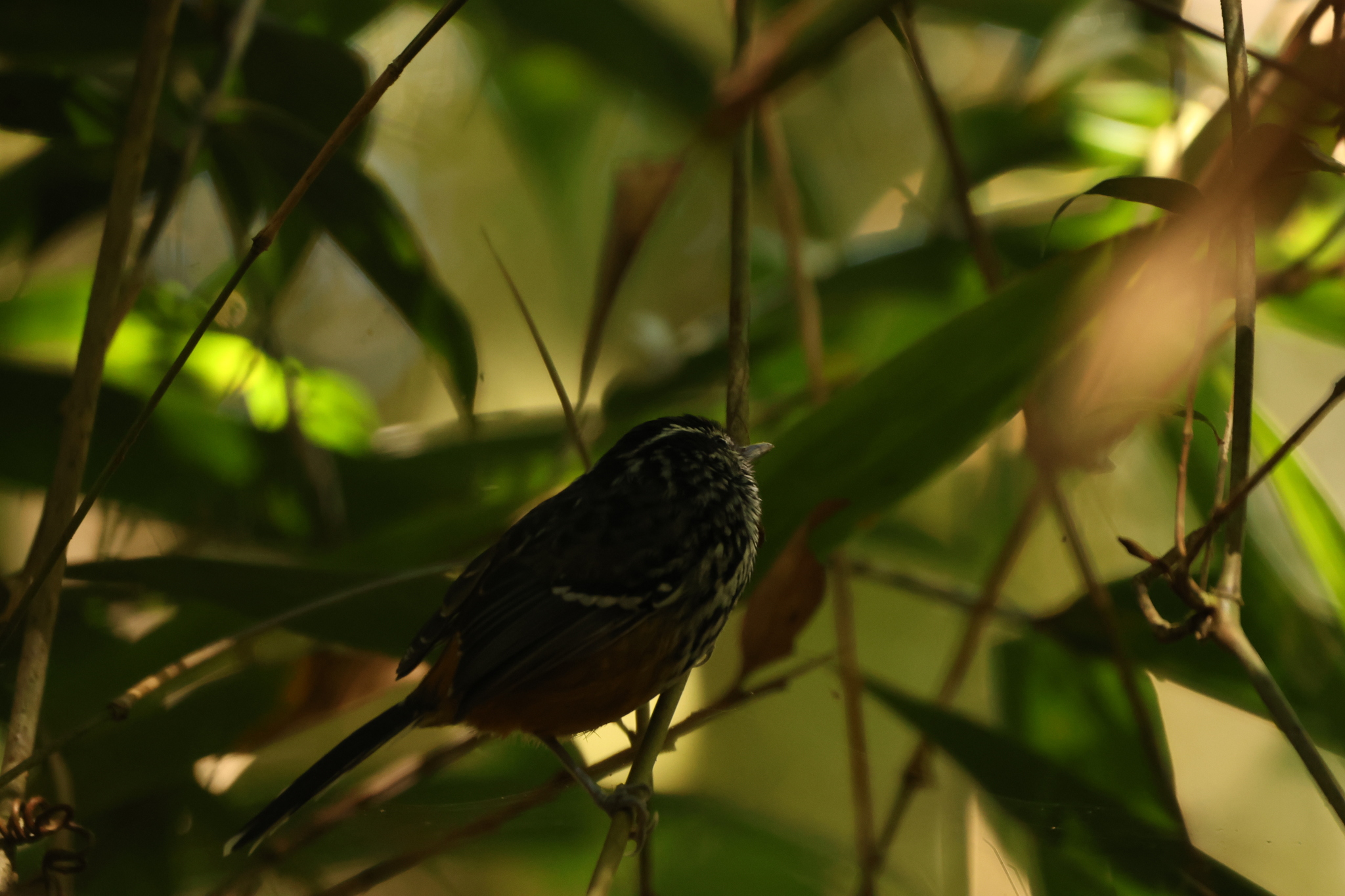Ochre-rumped Antbird (Drymophila ochropyga), photo 9
