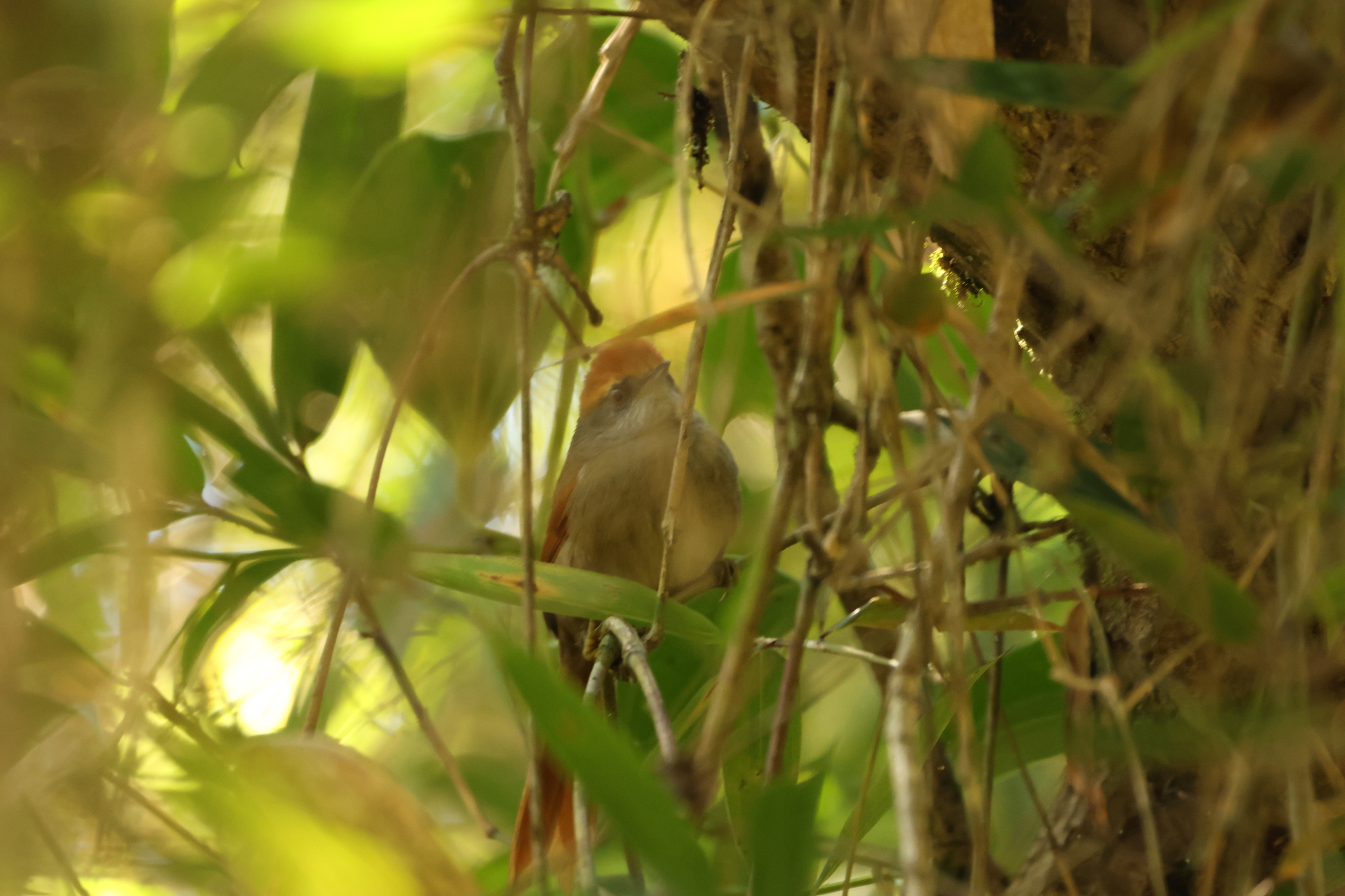 Rufous-capped Spinetail (Synallaxis ruficapilla), photo 5