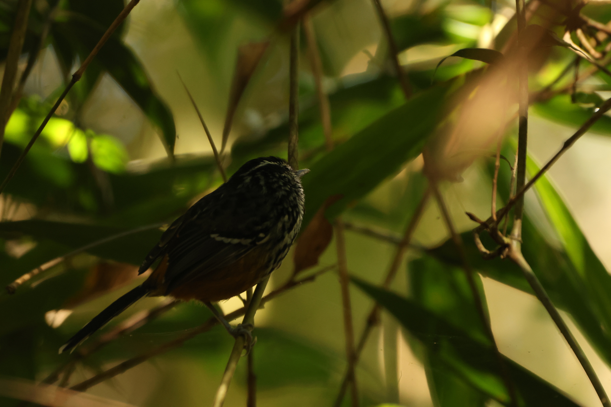 Ochre-rumped Antbird (Drymophila ochropyga), photo 8