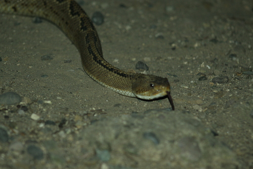Northwestern Neotropical Rattlesnake